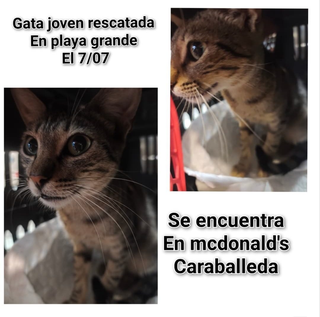 Gata · mestiza · atigrada marron