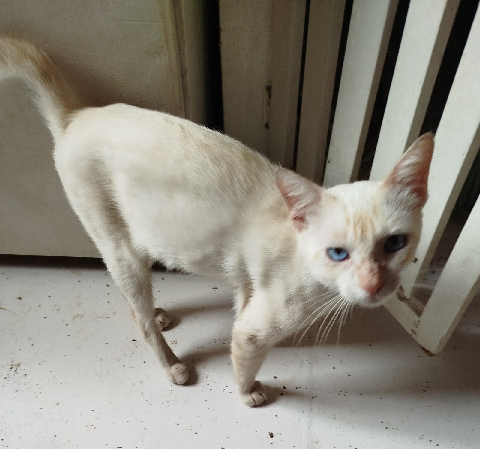 Gato · Mestizo · Blanco