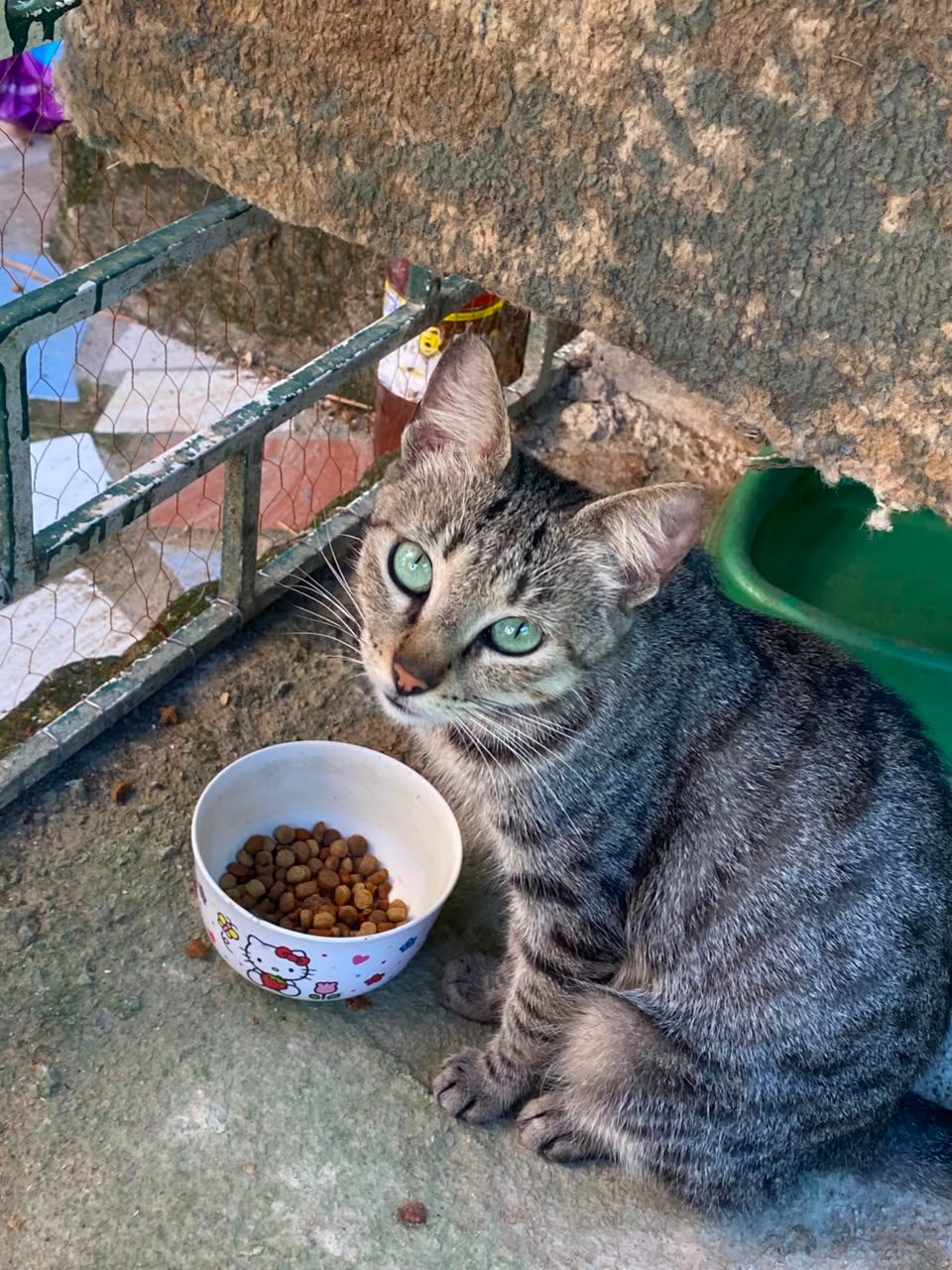 Gato · Mestizo