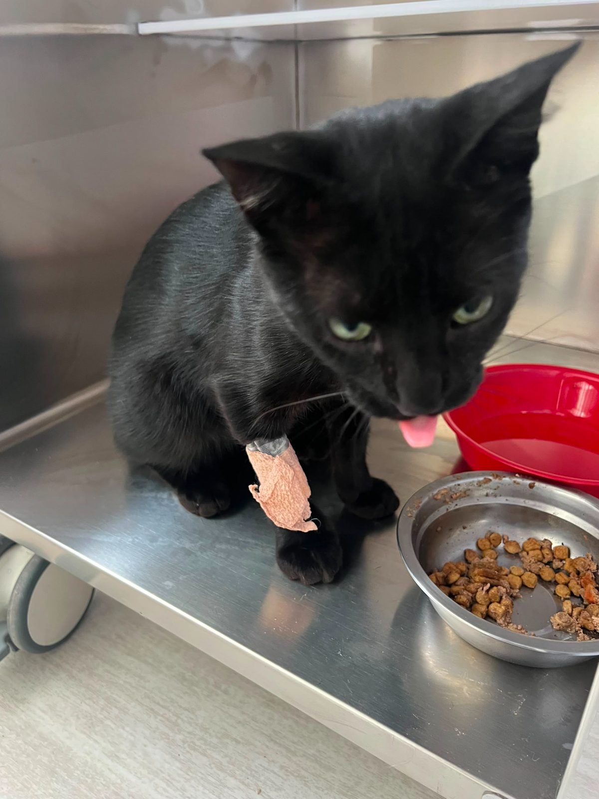 Gato · Mestizo · Negro