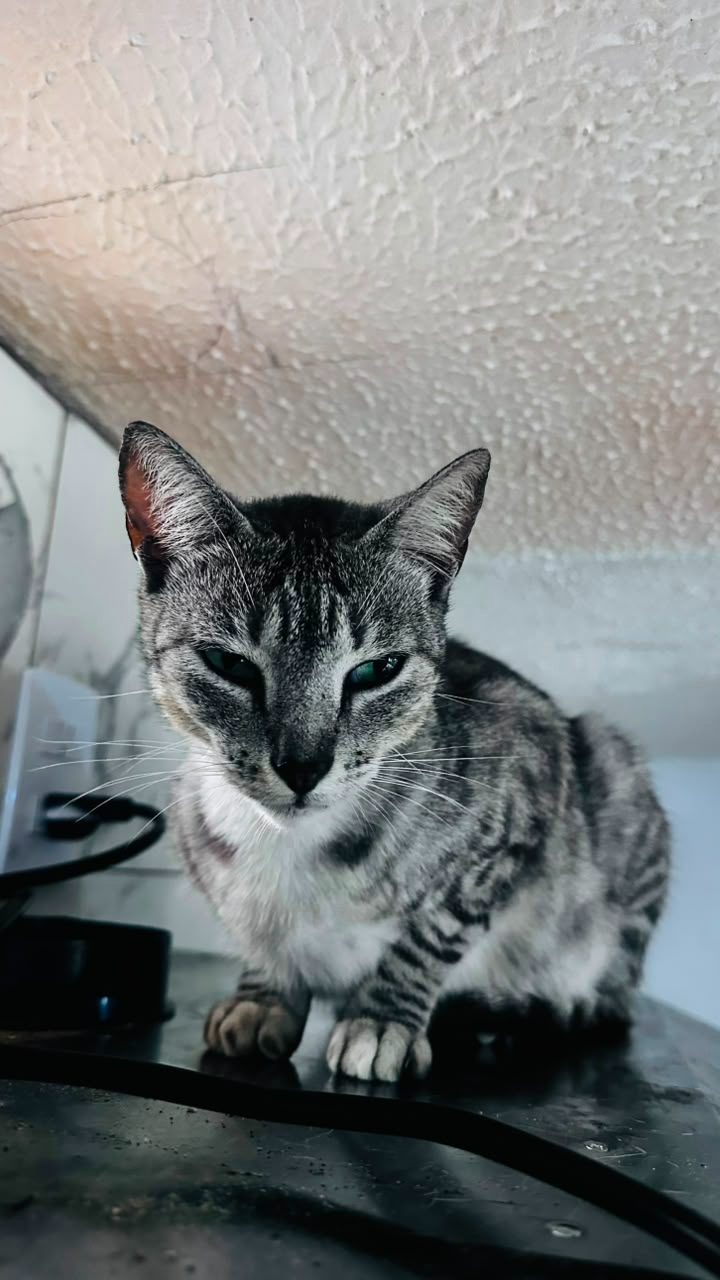 Gato · Mestizo · Atigrado