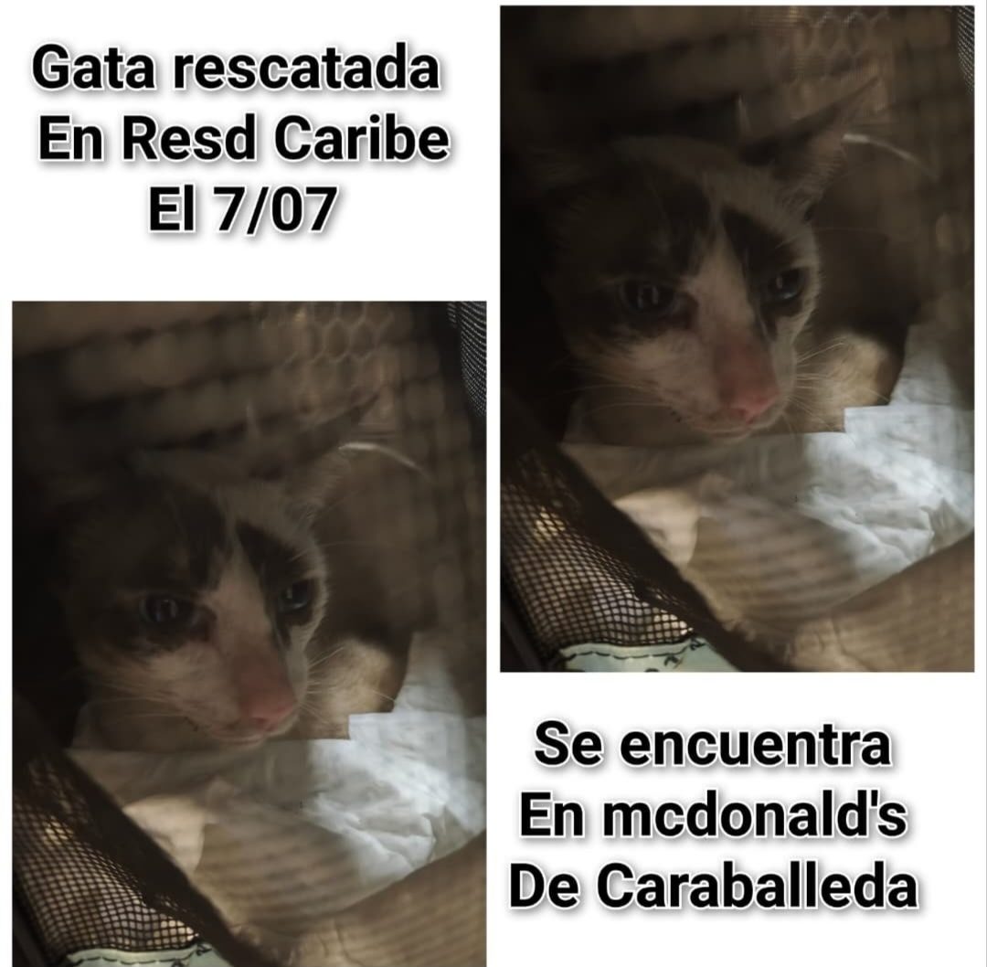 Gata · mestiza · marron y blanco