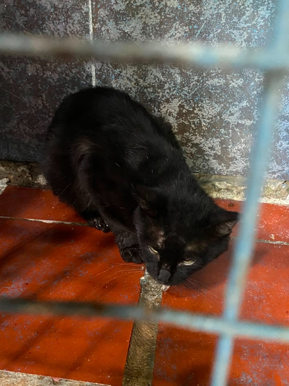 Gato · Mestizo · Negro