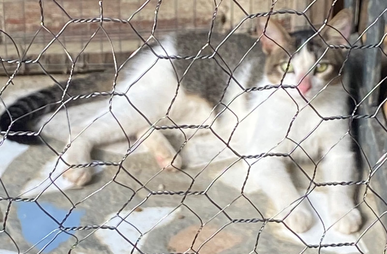 Gato · Mestizo · blanco y gris atigrado