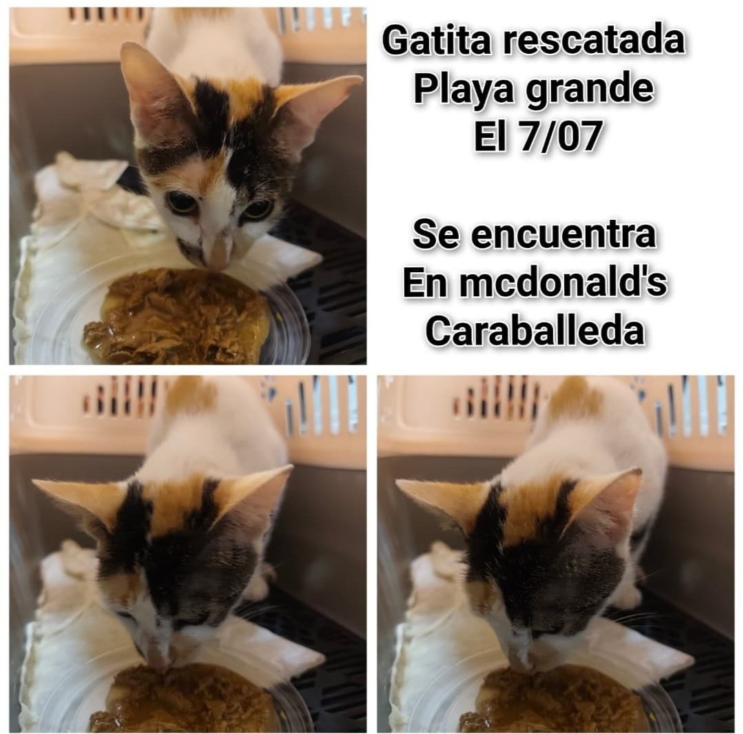 Gata · mestiza · Tricolor