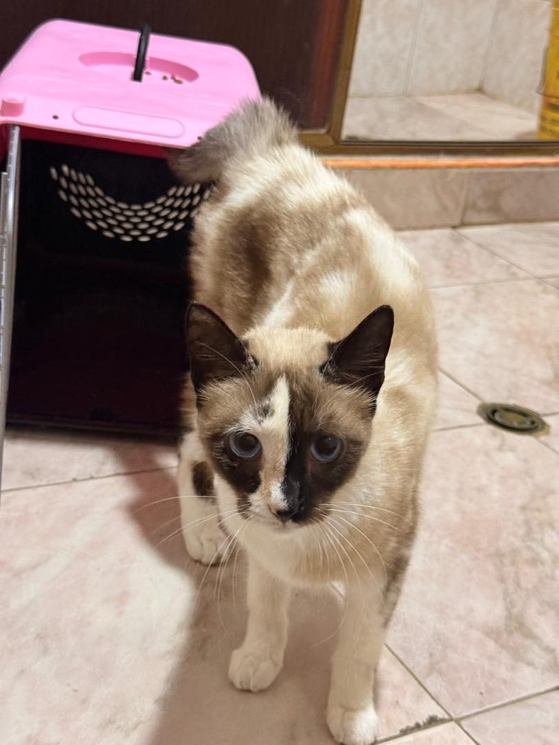 Gata · Mestiza · Blanca con beige y marron