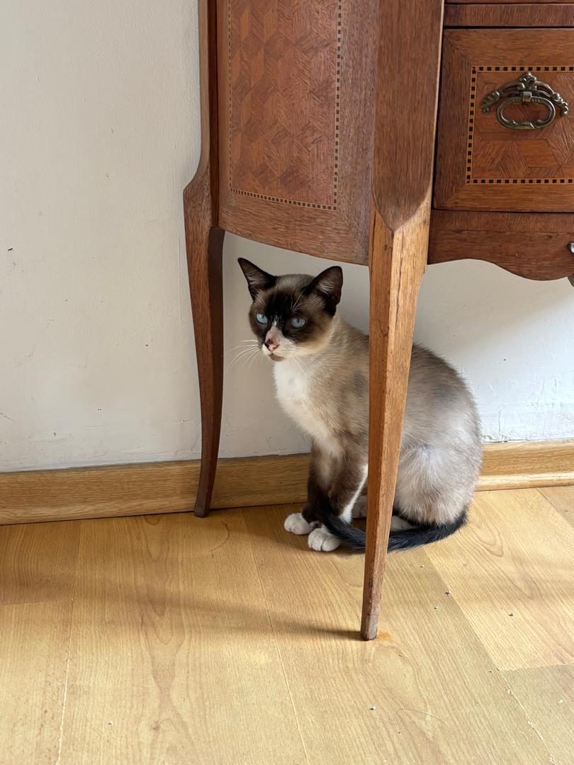 Gato · Mestizo · Blanco y marrón tipo siames