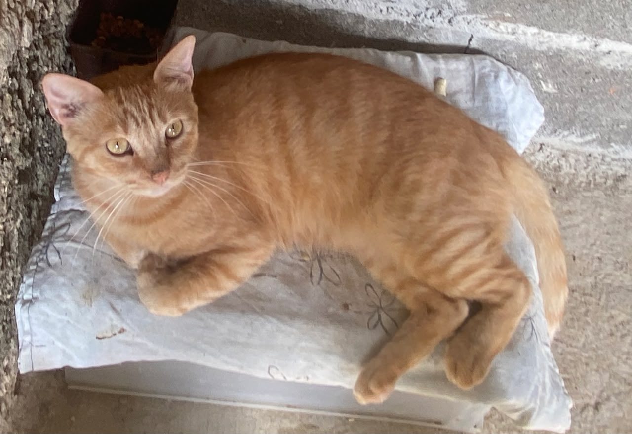 Gato · Mestizo · Naranja
