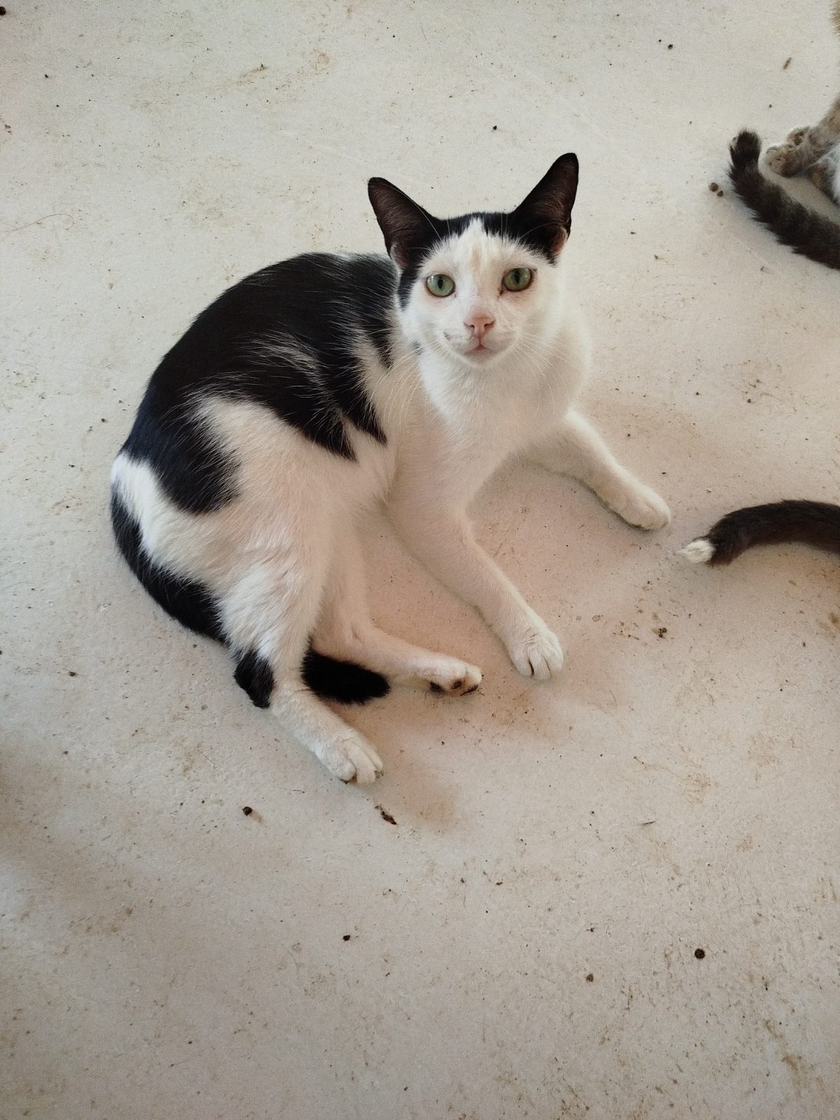 Gato · Mestizo · Negro y blanco