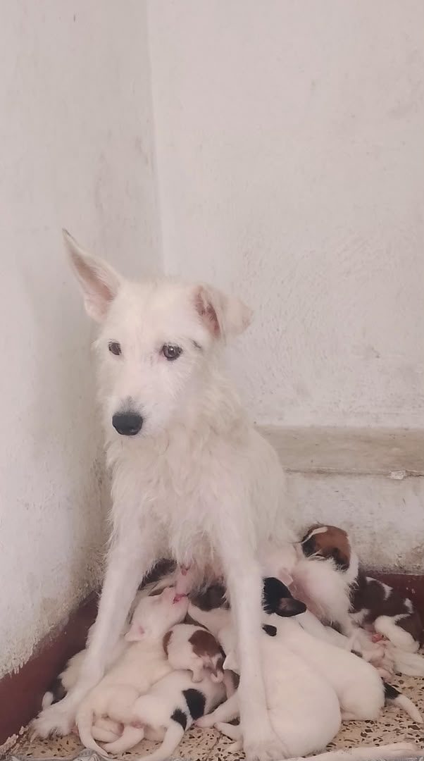 Perro · Mestizo · Blanco
