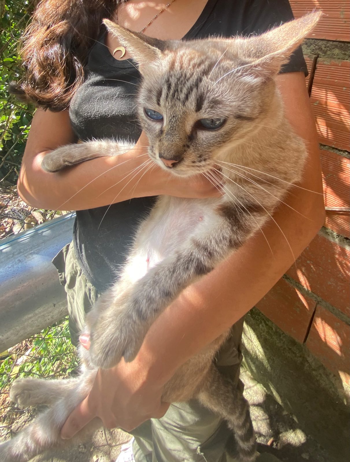 Gato · Mestizo · Atigrado