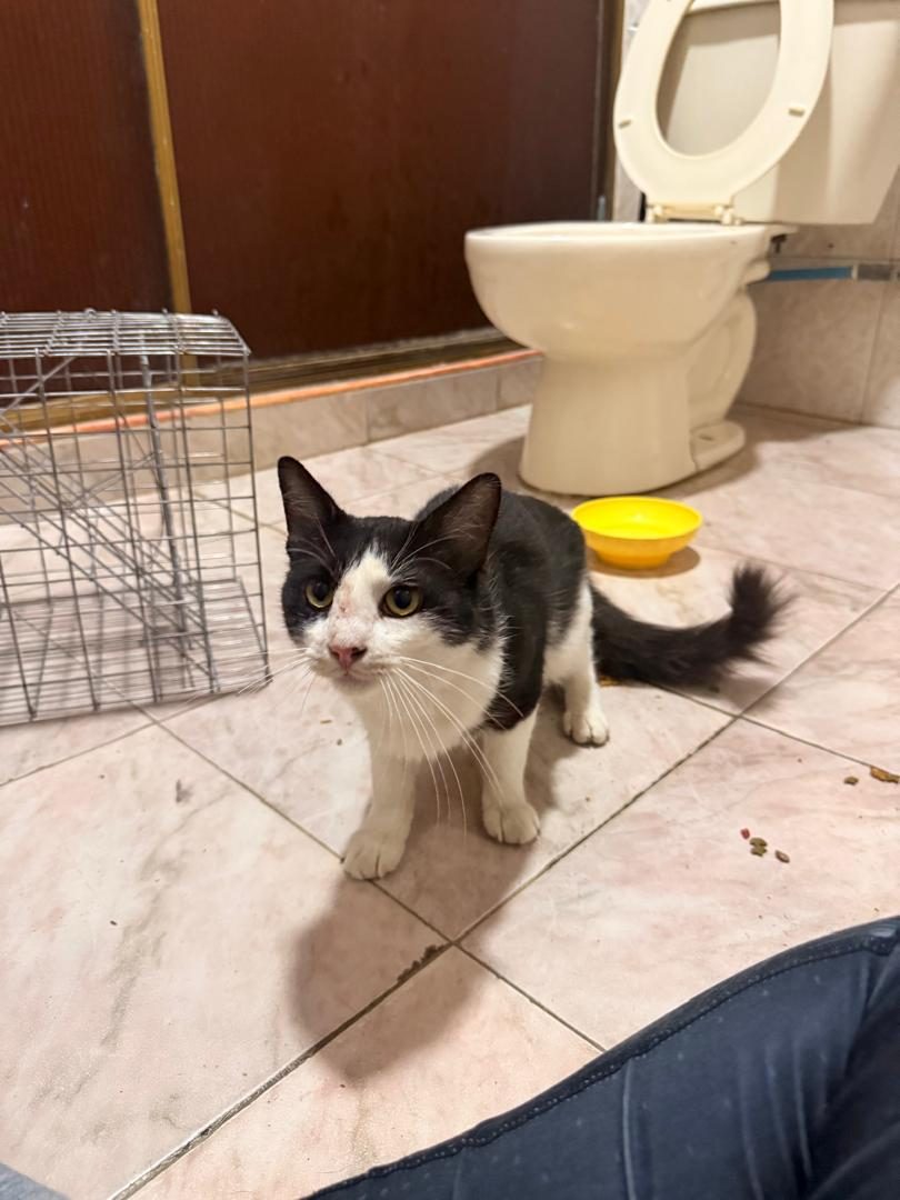 Gato · Mestizo · Negro y blanco