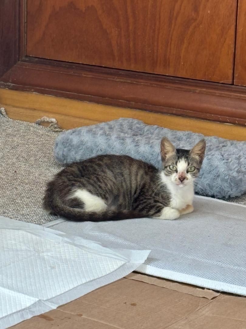 Gata · Mestiza · Gris con blanco atigrada