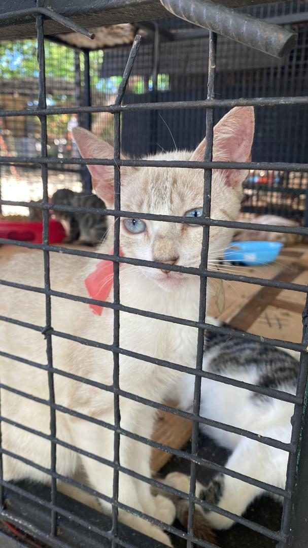 Gato · Mestizo · blanco