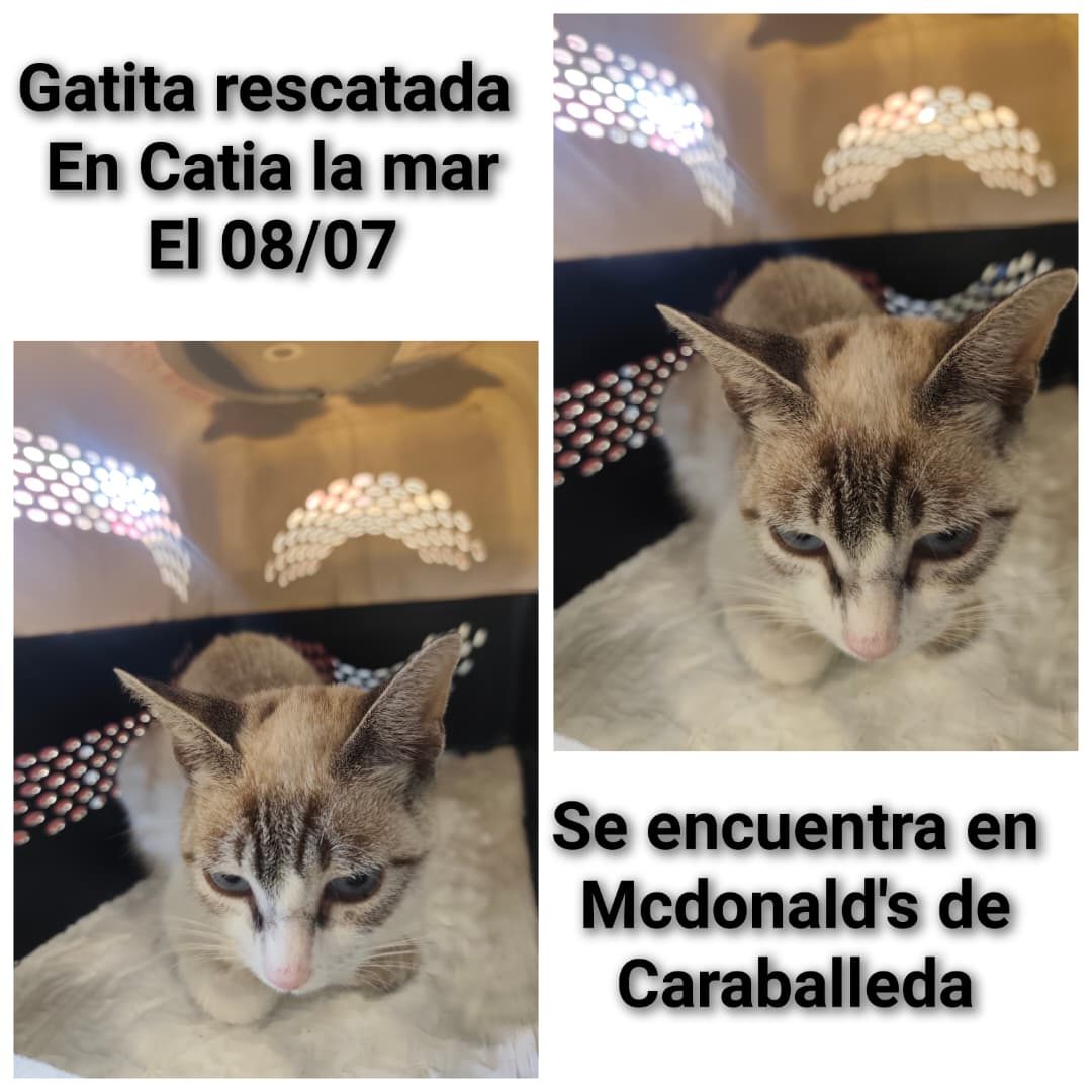 Gata · Mestiza · Blanca con rayas