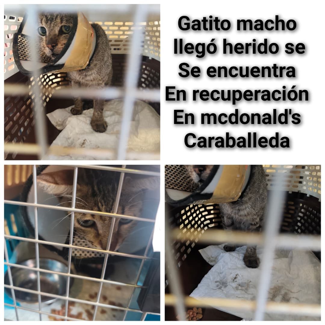 Gato · Mestizo · Atigrado