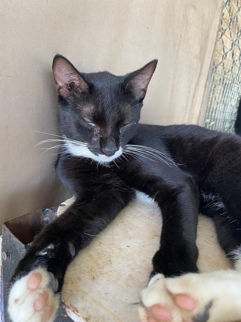 Gato · Mestizo · Negro mentón blanco