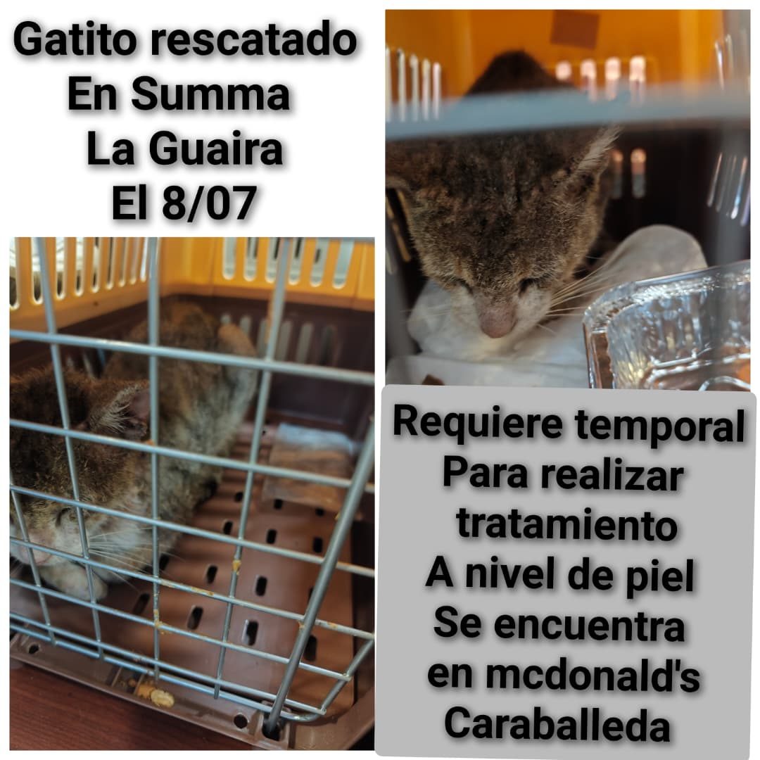 Gata · Mestizo · Atigrado