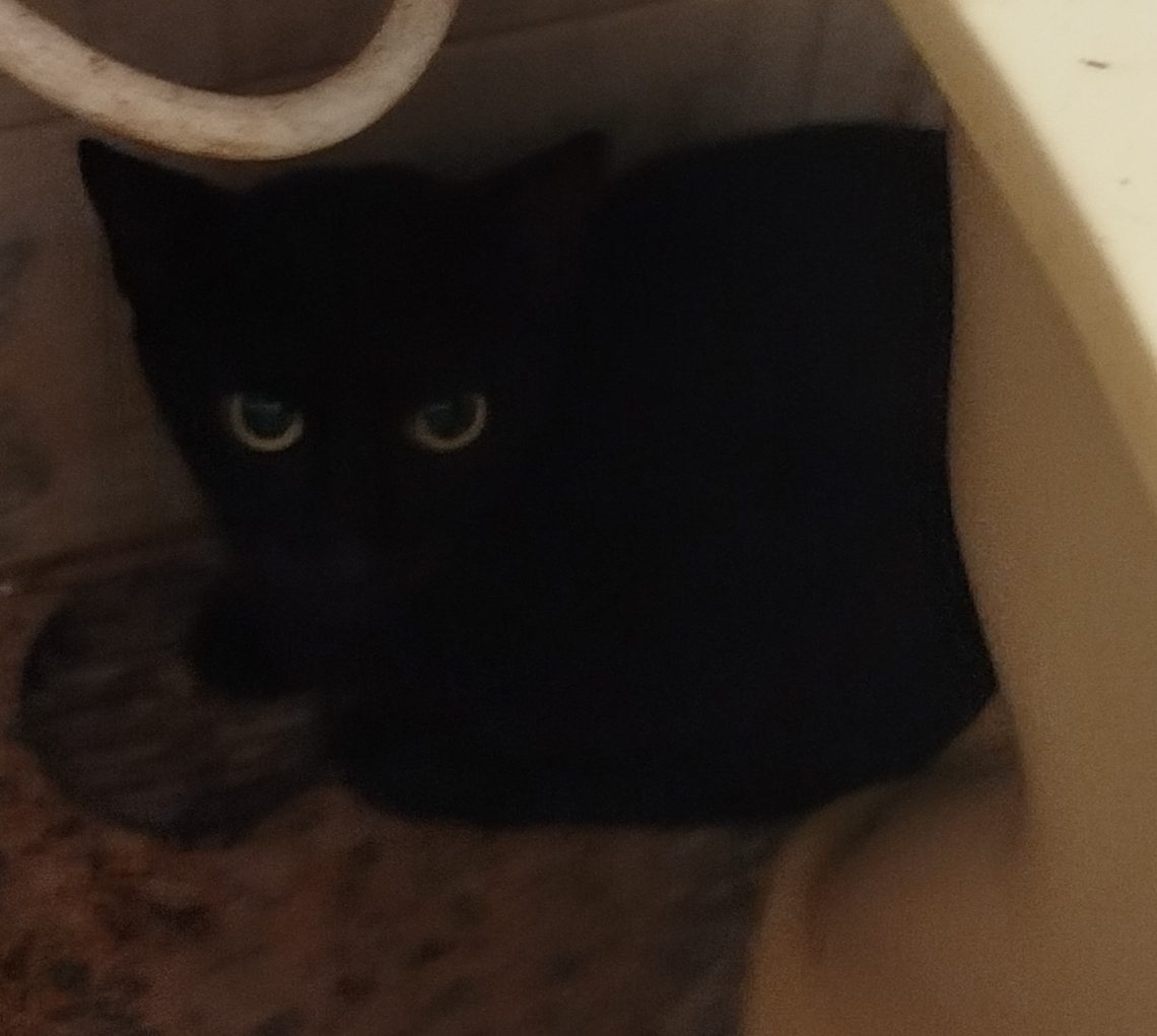 Gata · Mestiza · Negrita