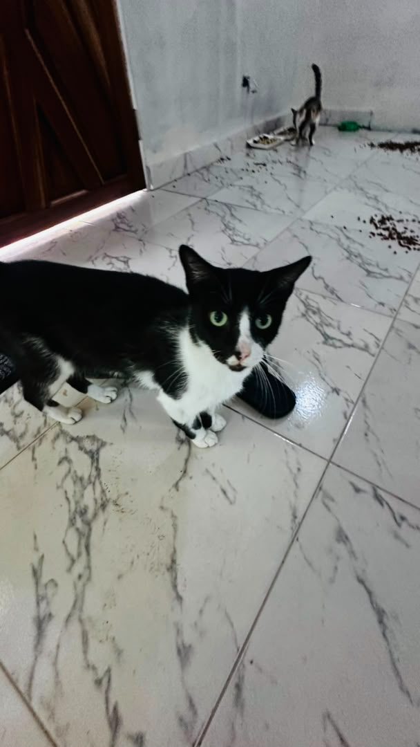 Gato · Mestizo · Blanco y negro