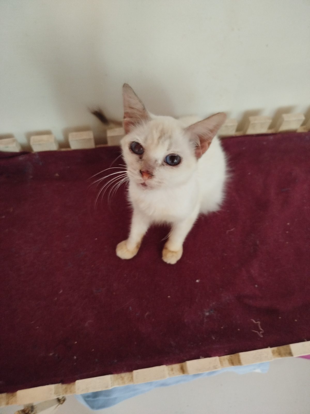 Gata · Mestiza · Blanca