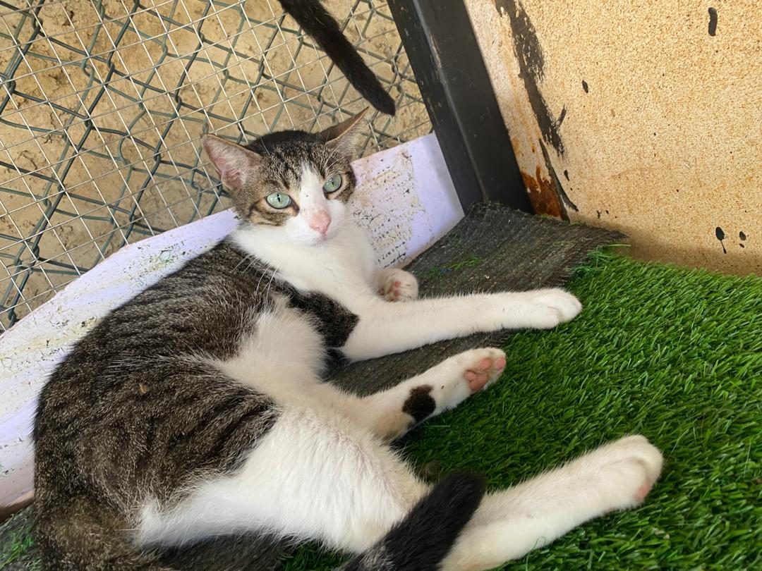 Gato · Mestizo · Blanco con gris atigrado