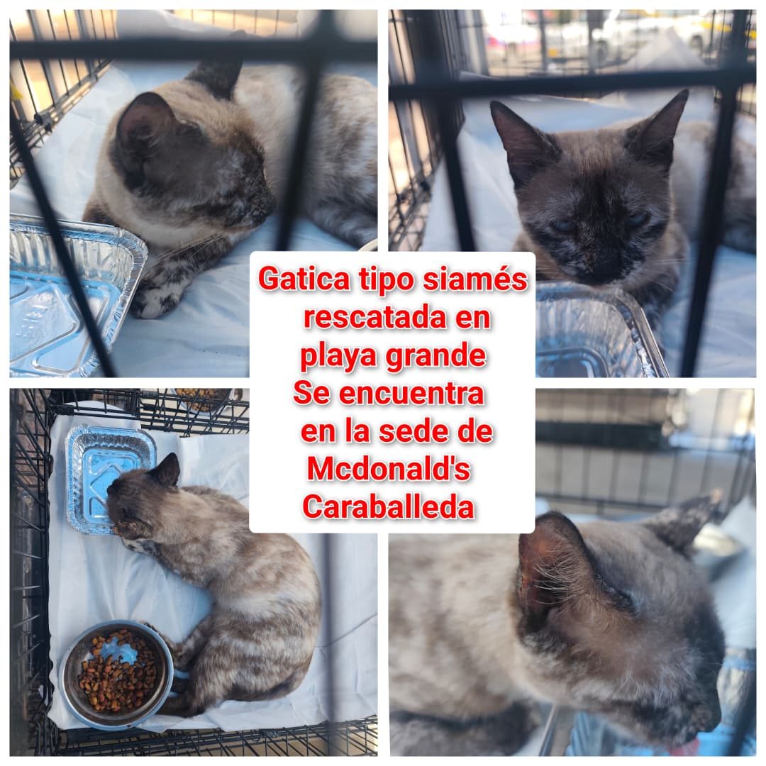 Gata · Blanco tipo Siames