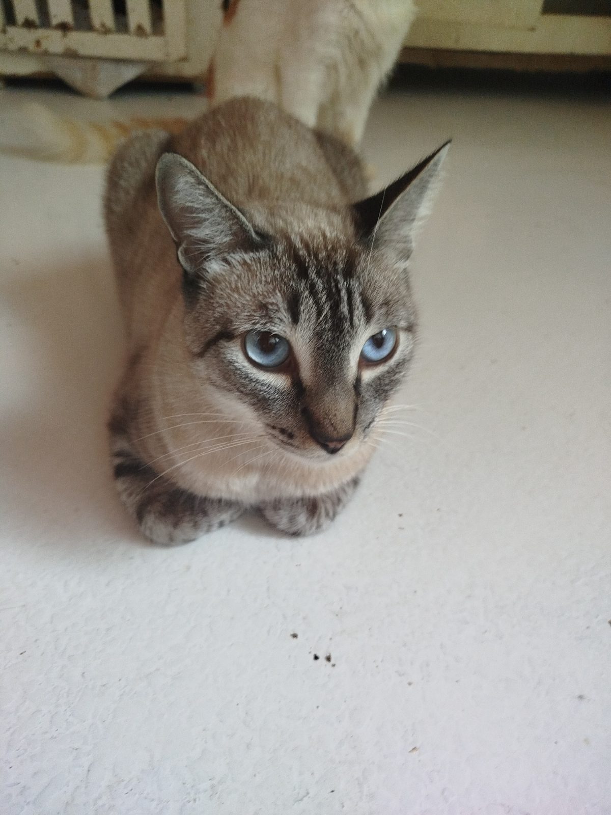 Gato · Meztizo · Blanco y gris cenizo