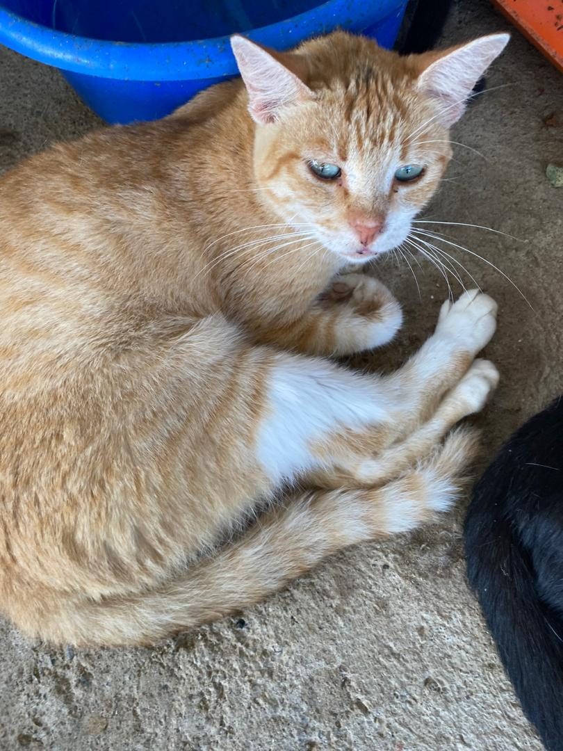 Gato · Mestizo · Amarillo y blanco