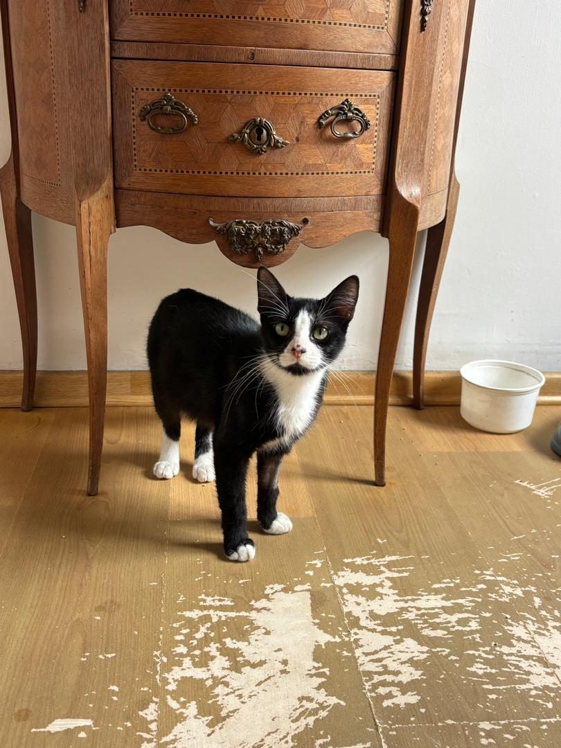 Gato · Mestizo · Negro y Blanco