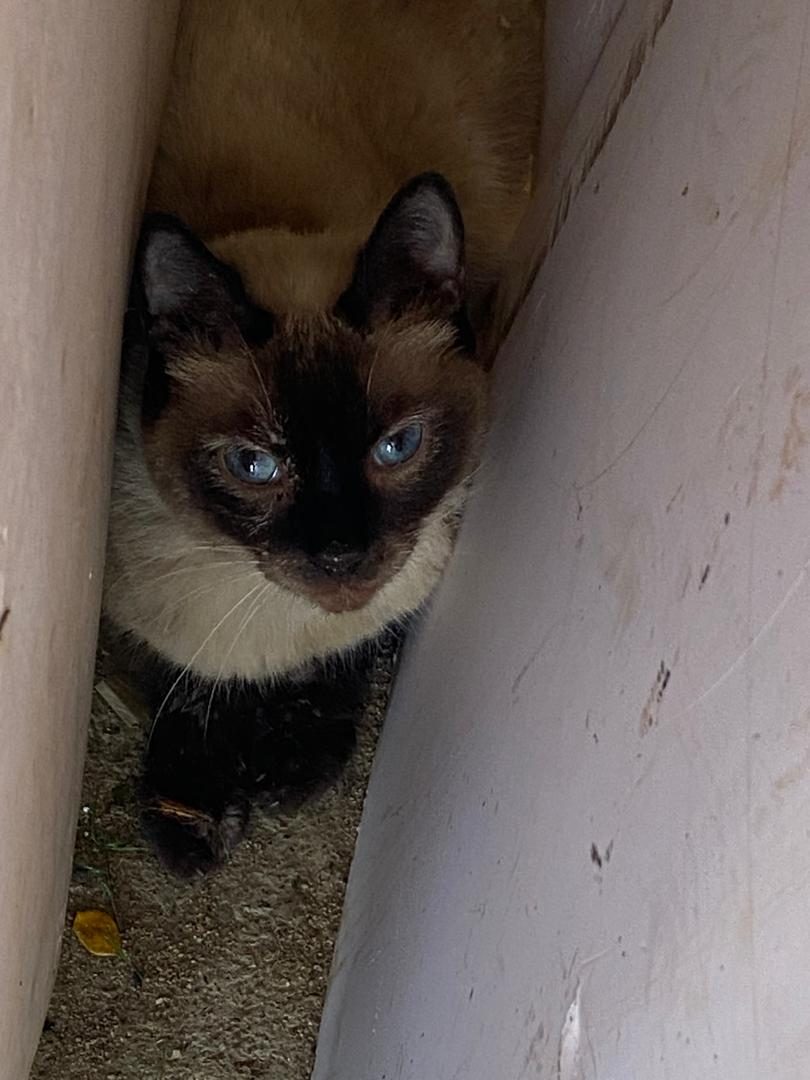 Gato · Siamés · Blanco beige y marrón