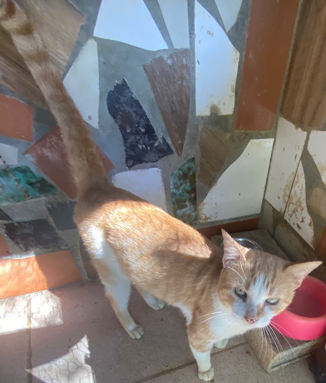 Gato · Mestizo · Amarillo con Blanco