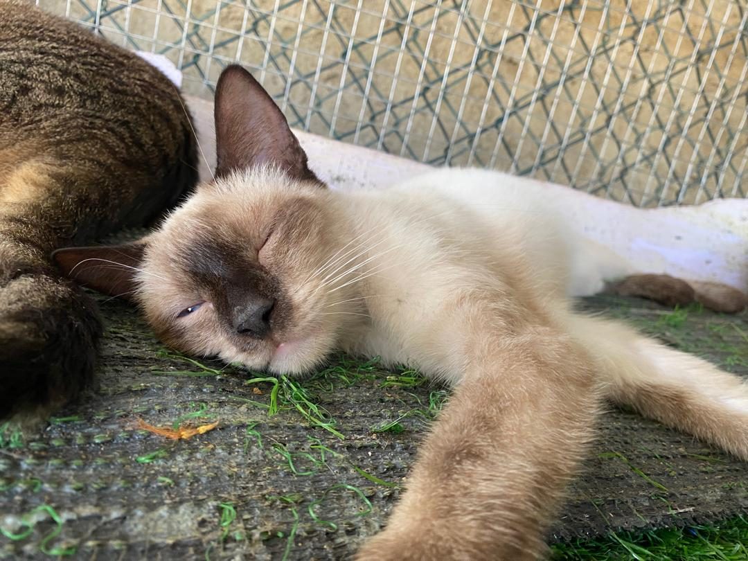 Gato · Siamés · Blanco Marrón y beige