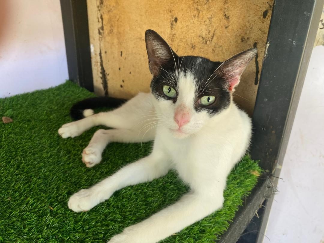 Gato · Mestizo · Blanco y Negro