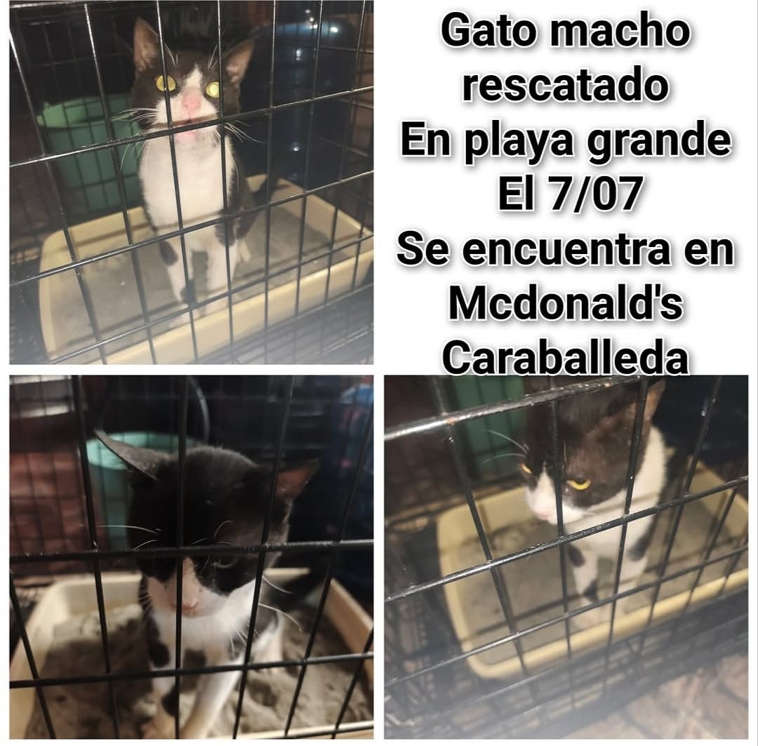 Gato · Mestizo · Negro y Blanco