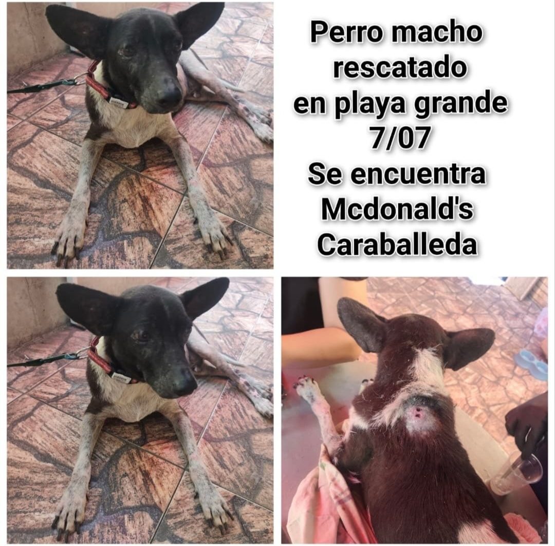 Perro · mestizo · blanco y negro