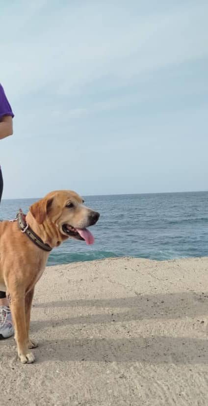 Perro · mestizo · marron