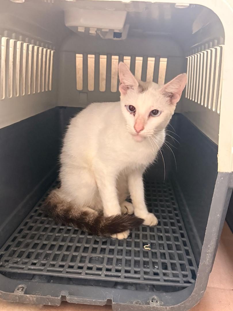 Gato · Mestizo · blanco con parte gris
