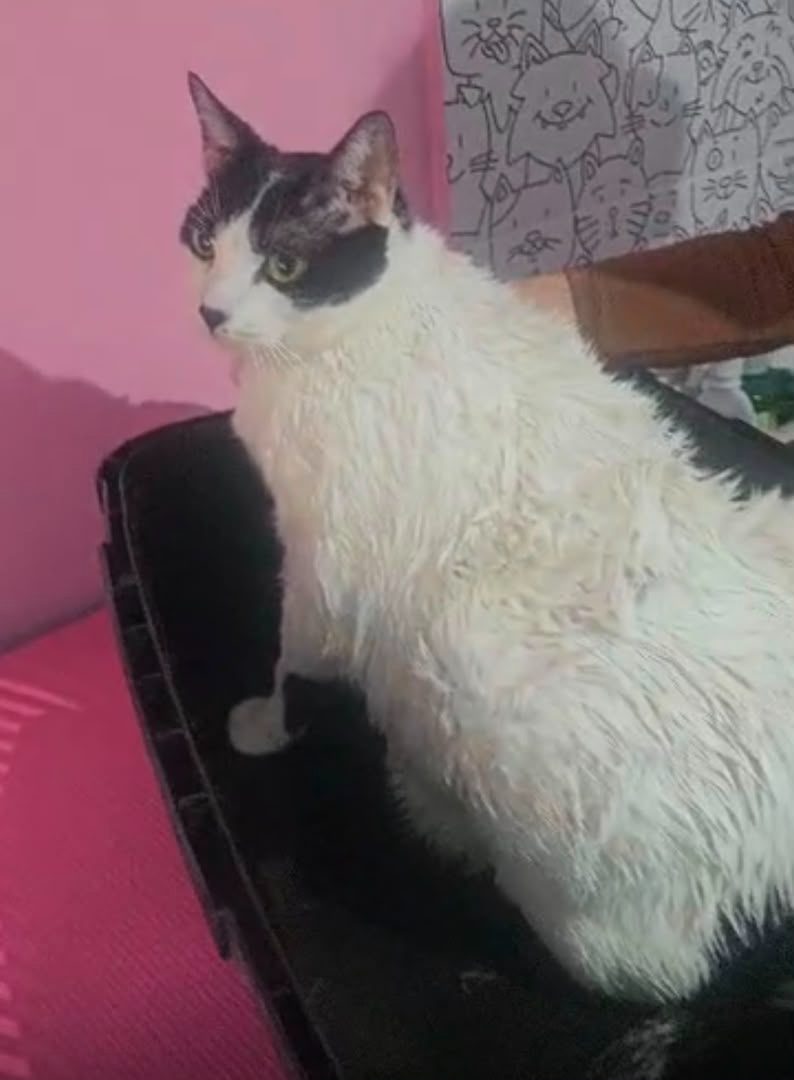 Gato · Mestizo · Blanco con negro