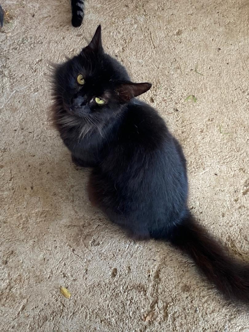 Gato · Negro
