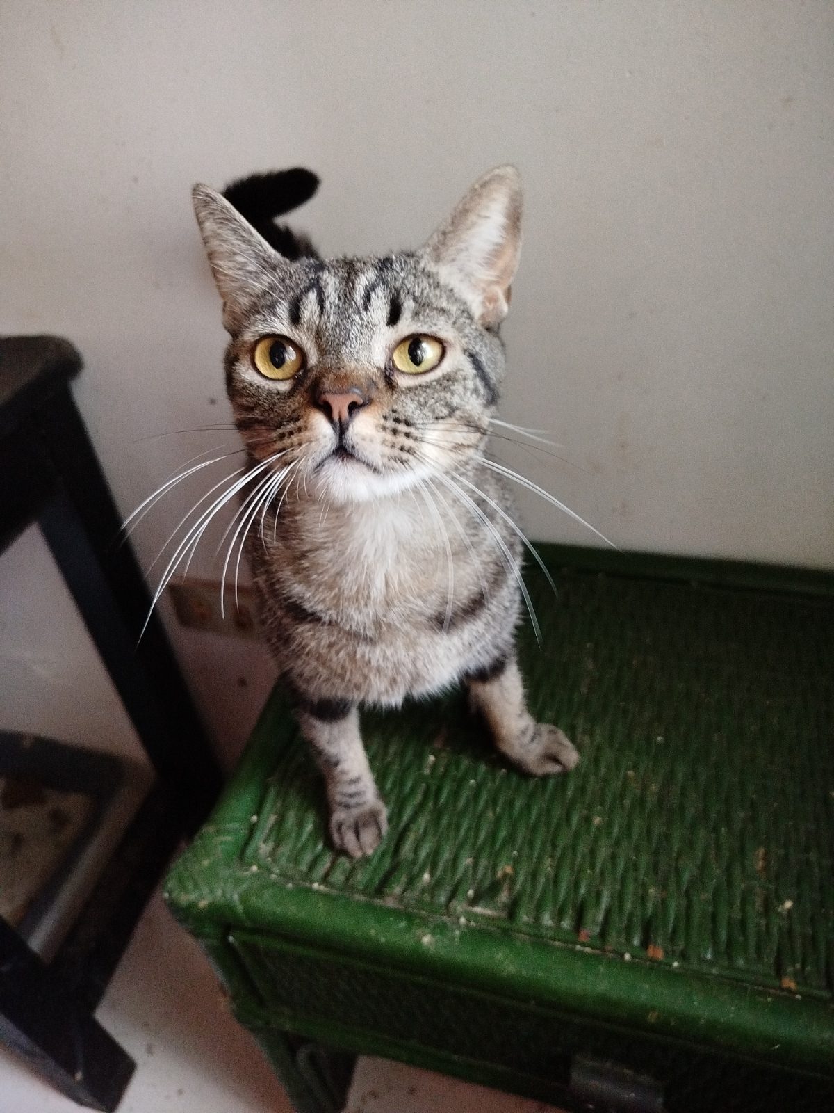 Gato · Mestizo · Gris con cuadros
