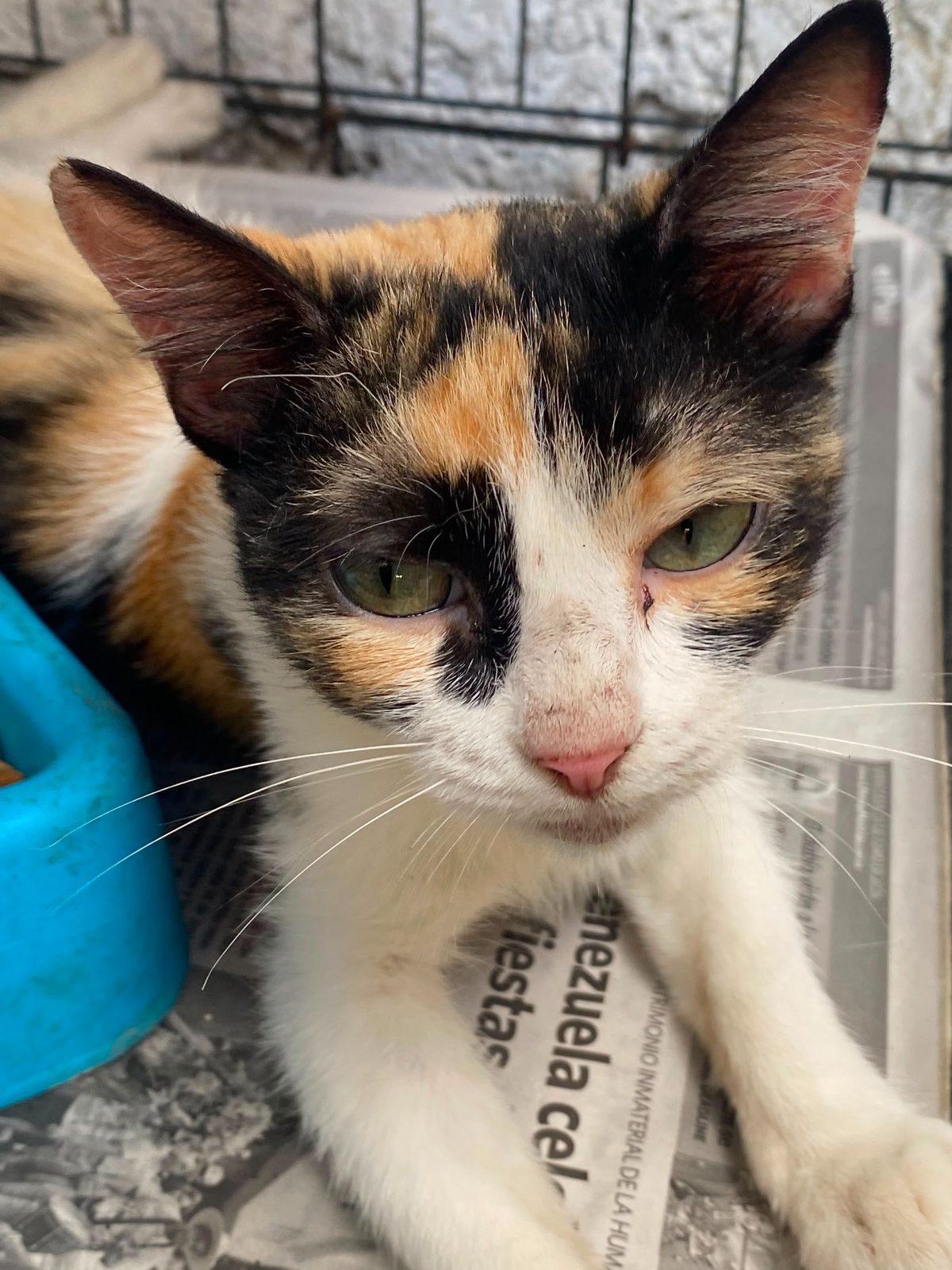 Gata · Calico · Tricolor
