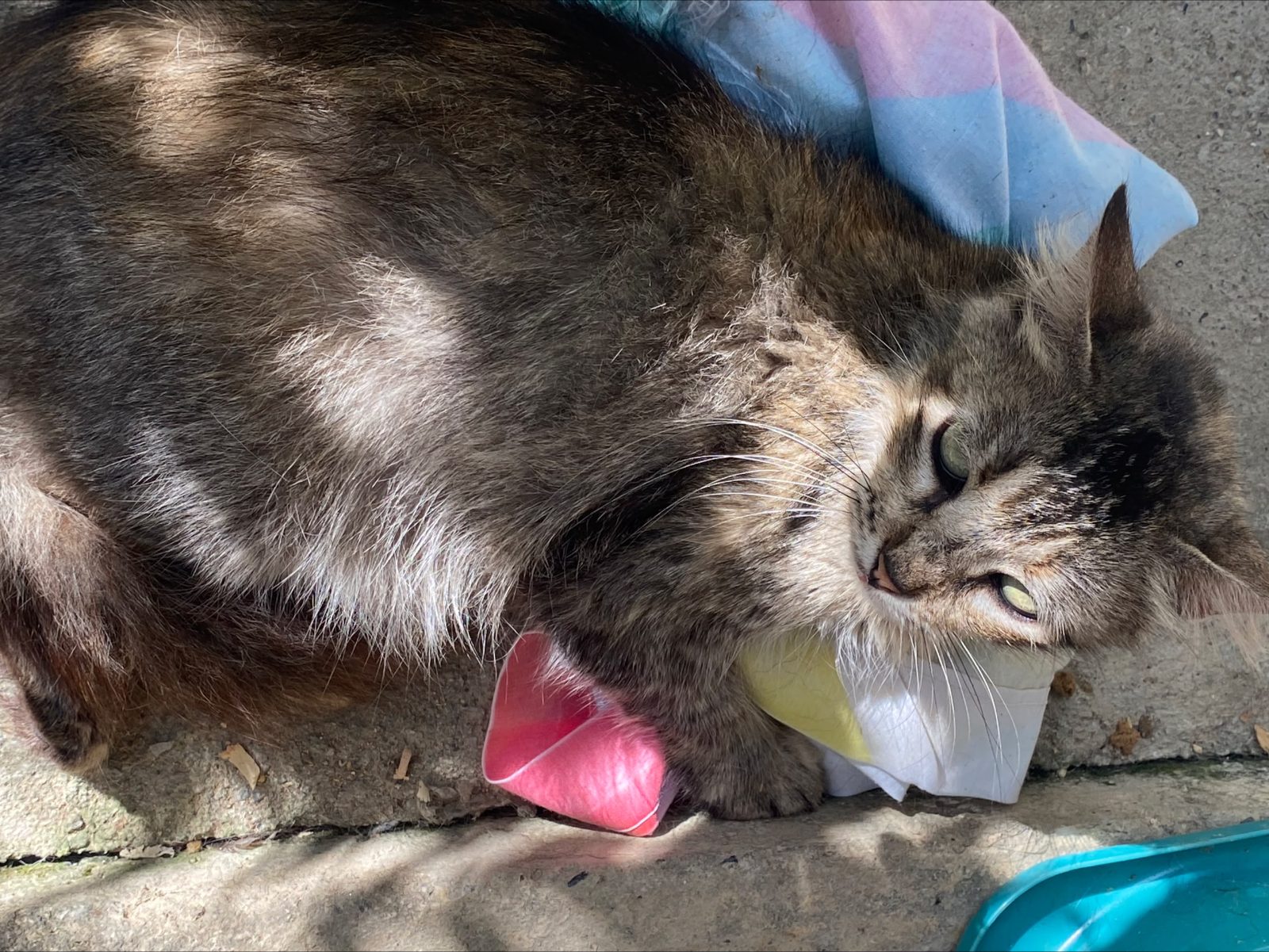 Gato · Mestizo · Atigrado