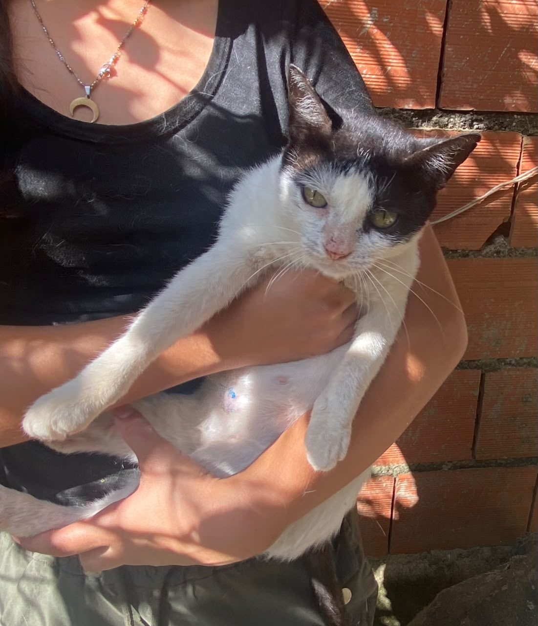 Gato · Tuxedo · Negro y Blanco
