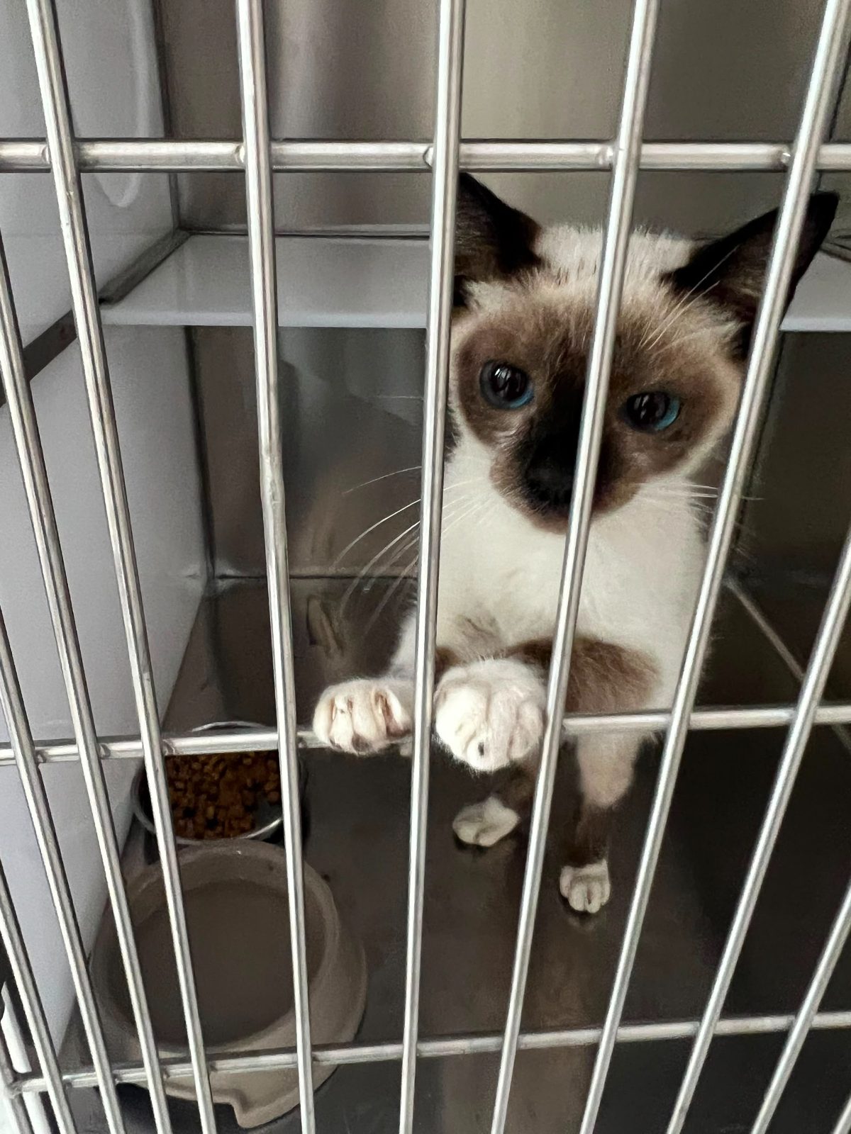 Gato · Siamés · Blanco con marron