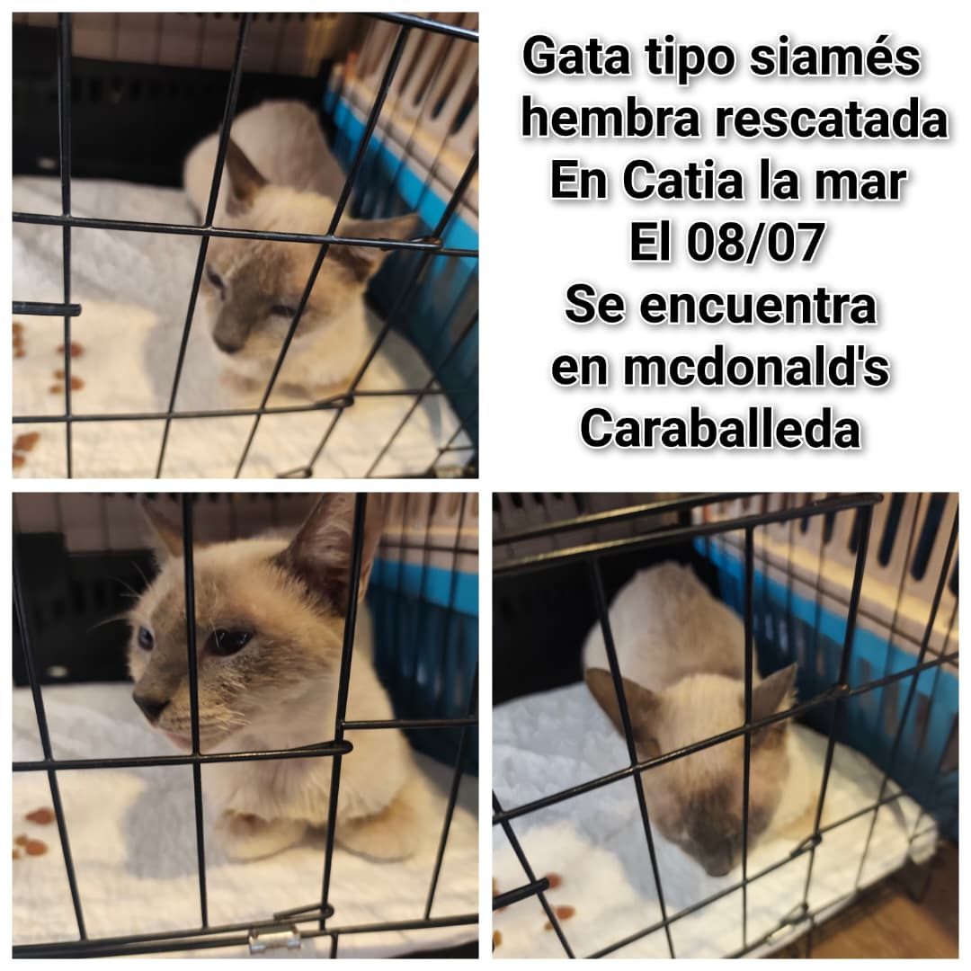 Gata · Mestiza · Beige tipo Siames
