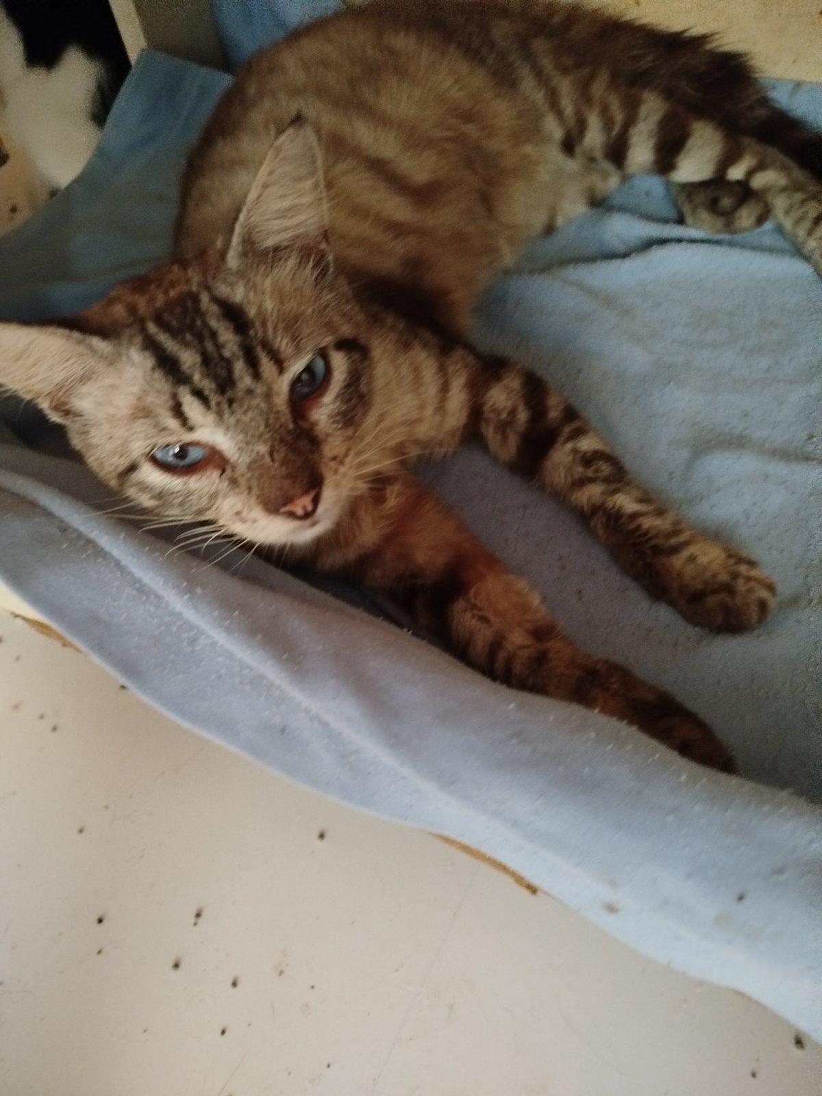 Gato · Mestizo · Gris atigrado