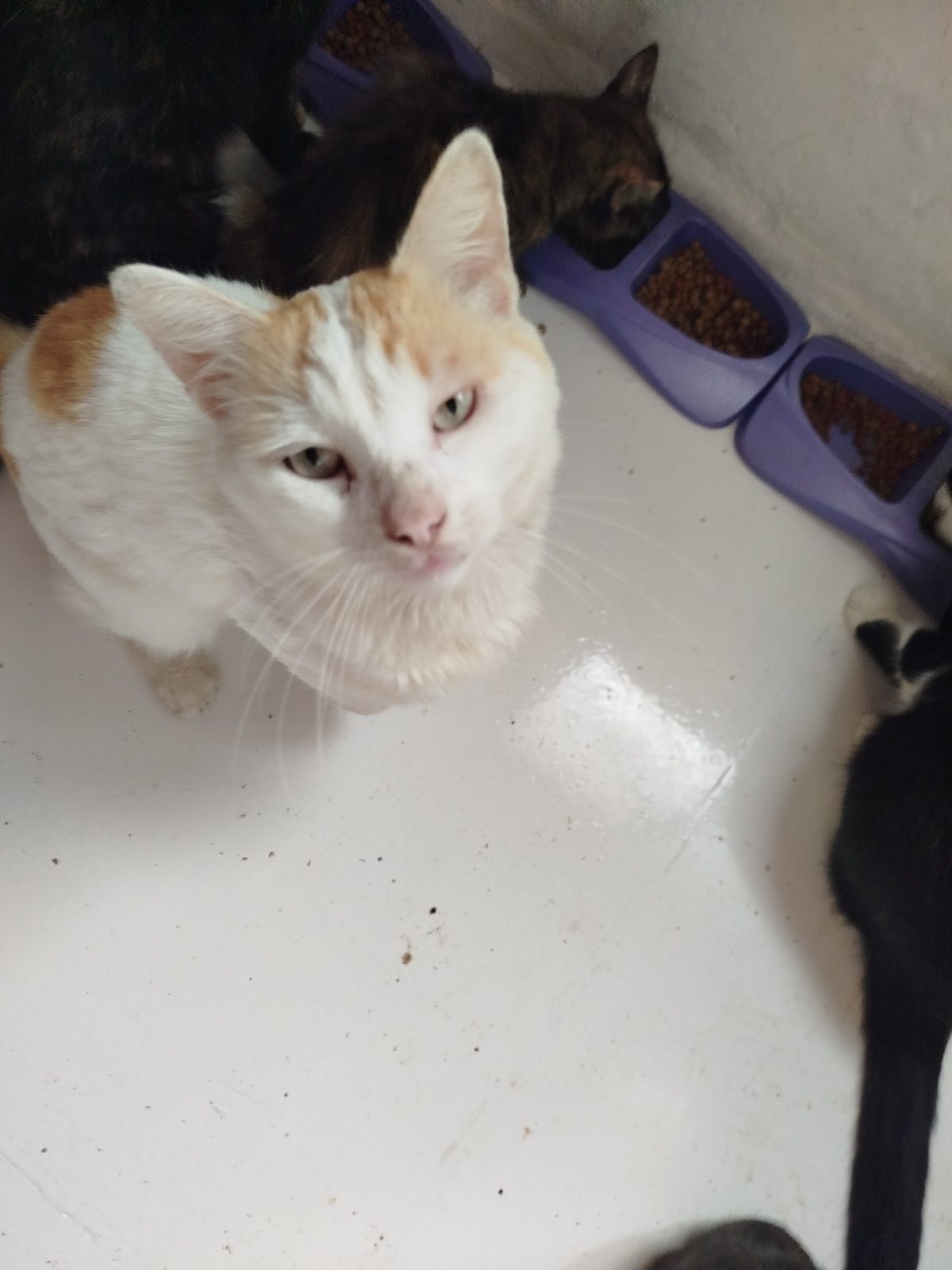 Gato · Mestizo · blanco con amarillo