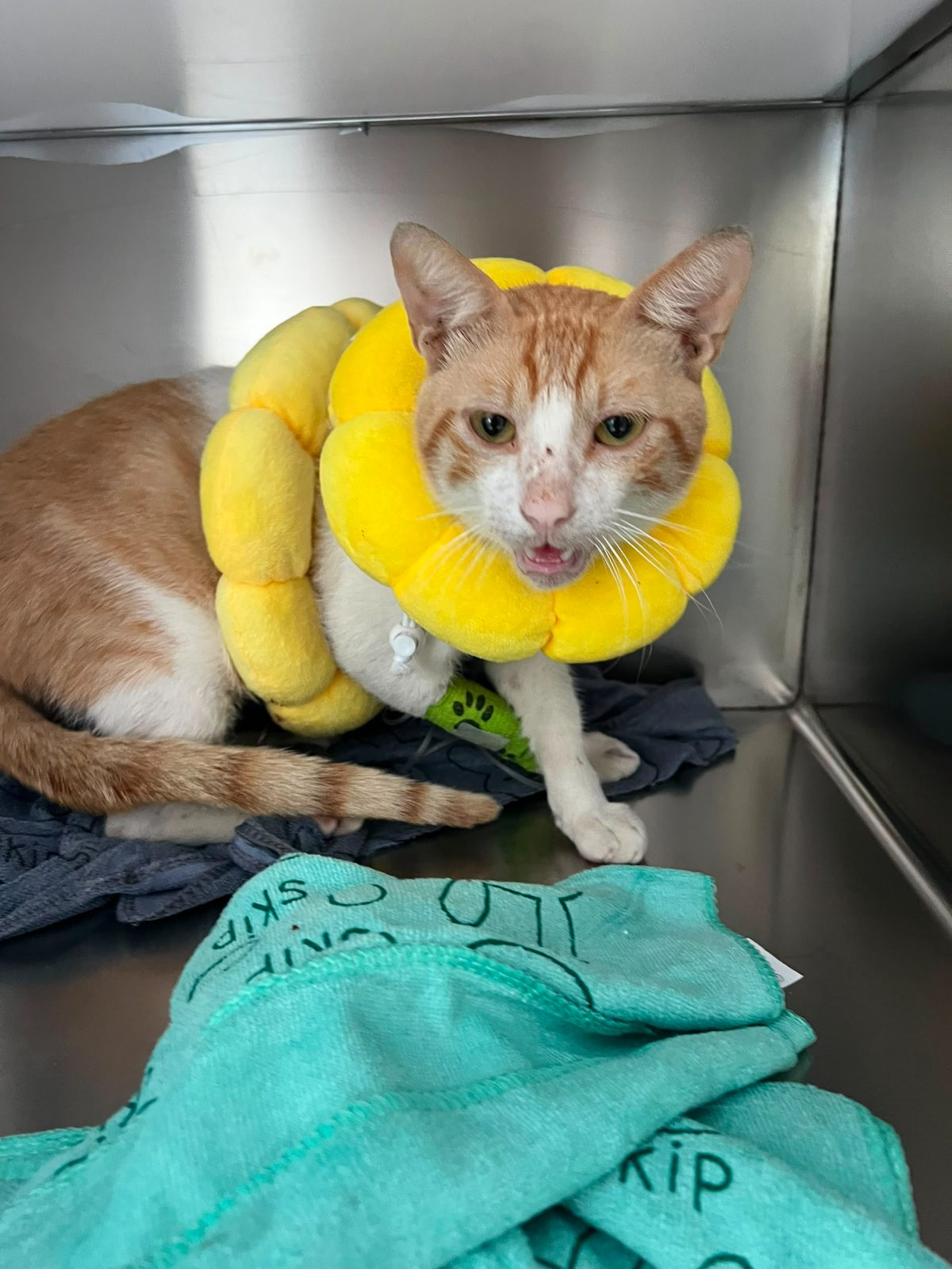 Gato · Mestizo · Amarillo con blanco