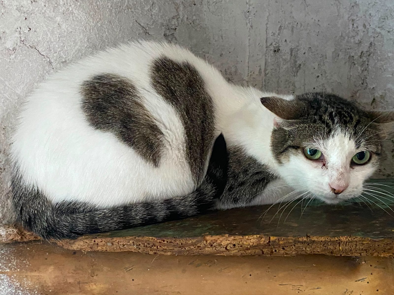 Gato · Mestizo · Blanco con gris atrigrado